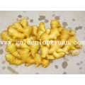 Fresh Ginger with Good Quality and Competitive Price